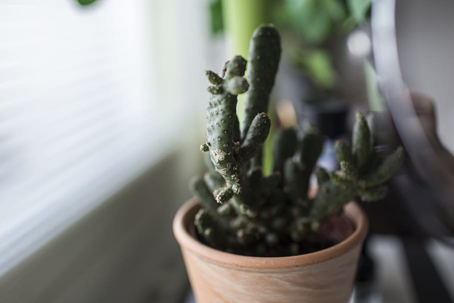 finland, tornio, cactus, macro, canon, bright, close-up, potted plant HD wallpaper