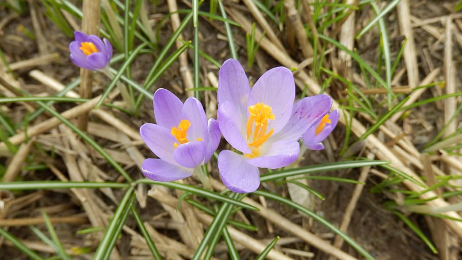 crocus, flower, plant, nature, spring, flowering plant, freshness HD wallpaper