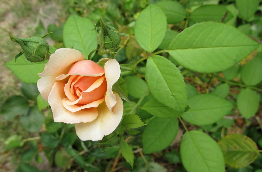 leaf, flower, nature, flora, floral, plant part, beauty in nature HD wallpaper