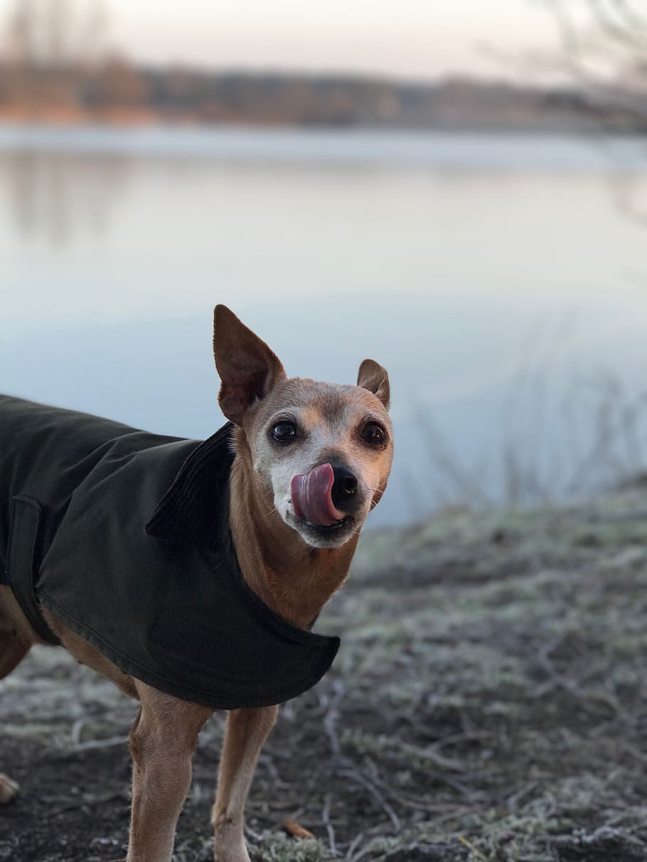 sweden, lomma beach, tongue, dog, winter, licking, minpin, one animal