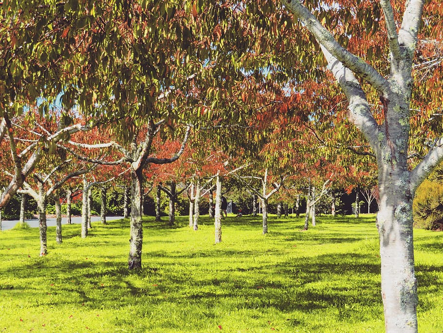 plant, tree, tree trunk, grass, person, human, lawn, park, outdoors HD wallpaper