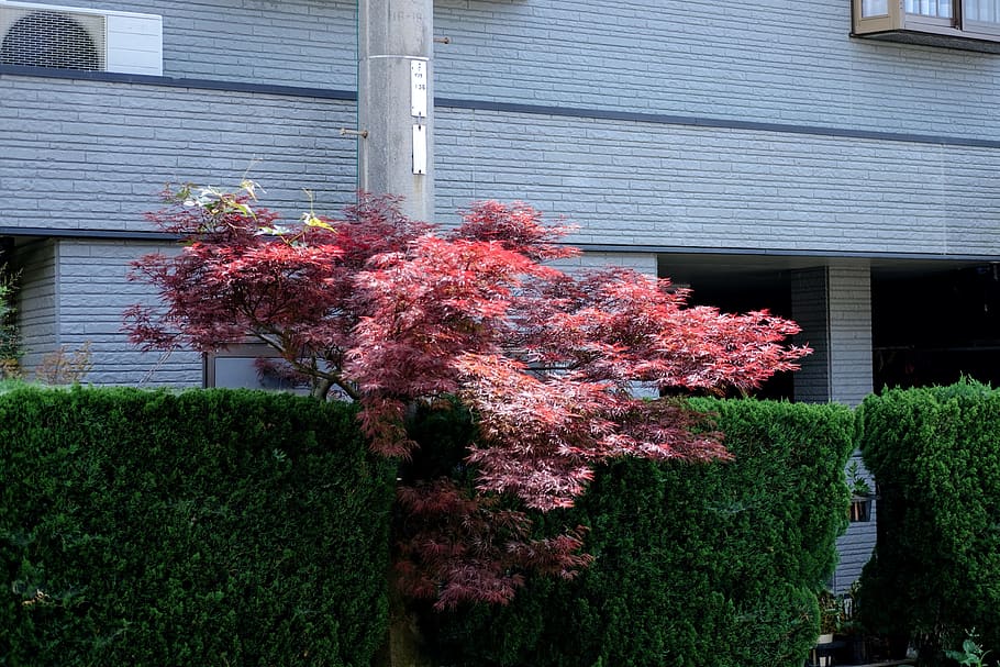 tree, plant, leaf, maple, vegetation, bush, hedge, fence, conifer HD wallpaper