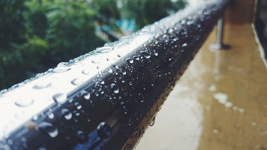rainy, day, water, wet, nature, drop, close-up, motion, tree HD wallpaper
