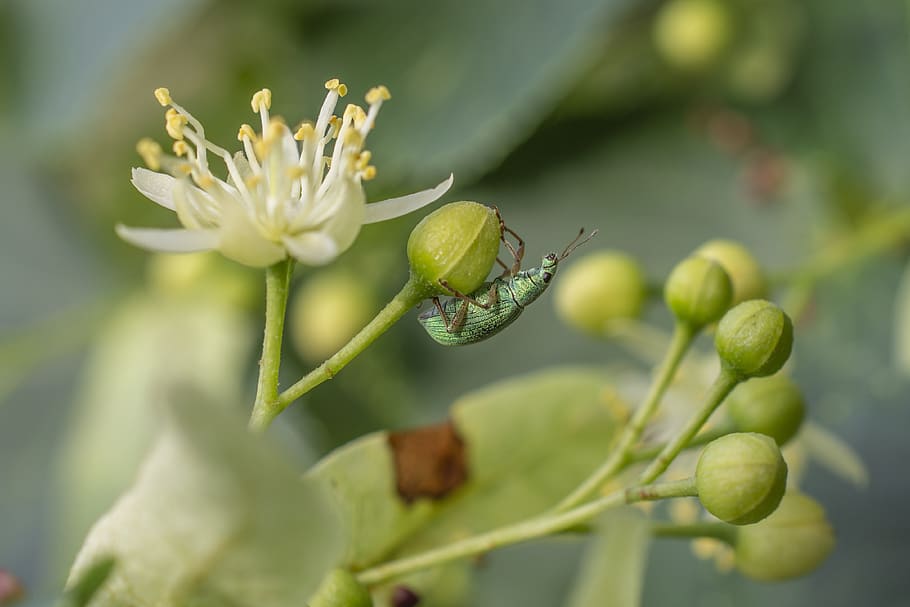 macro, beetle, insect, nature, growth, plant, close-up, green color HD wallpaper