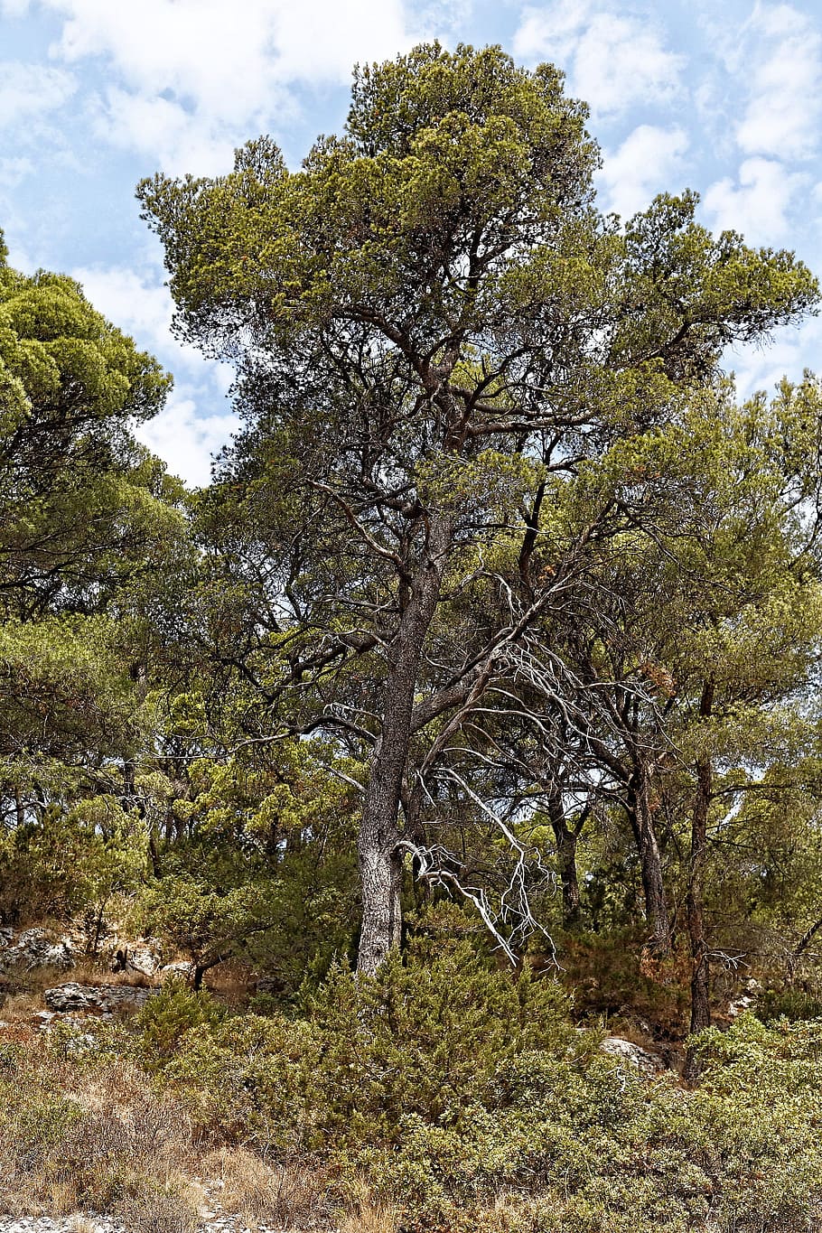 solitary pine tree, plant, flora, dalmatia, europe, sky, cloud - sky HD wallpaper