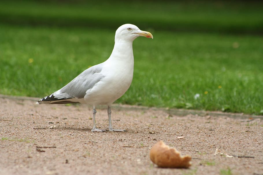 seagull, gull white, bird, animal themes, one animal, animal wildlife HD wallpaper