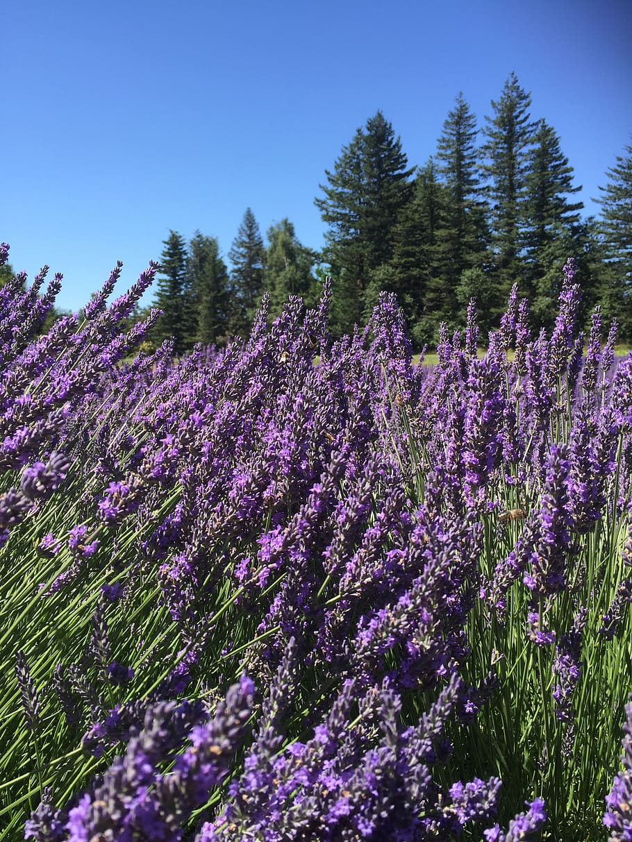 oregon, plant, growth, beauty in nature, flower, land, flowering plant HD wallpaper