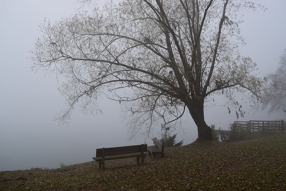italy, milan, tree, seat, plant, bench, beauty in nature, tranquility HD wallpaper