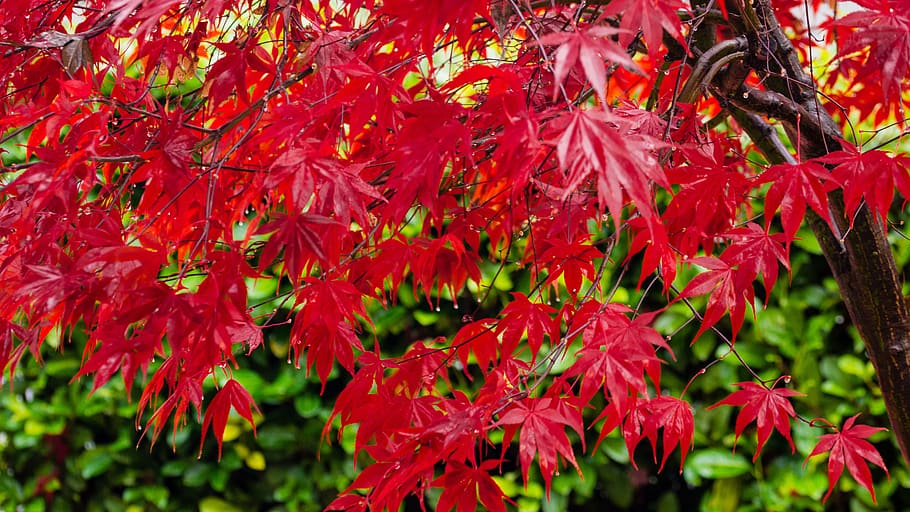 maple, red, autumn, leaf, nature, leaves, colorful, plants HD wallpaper