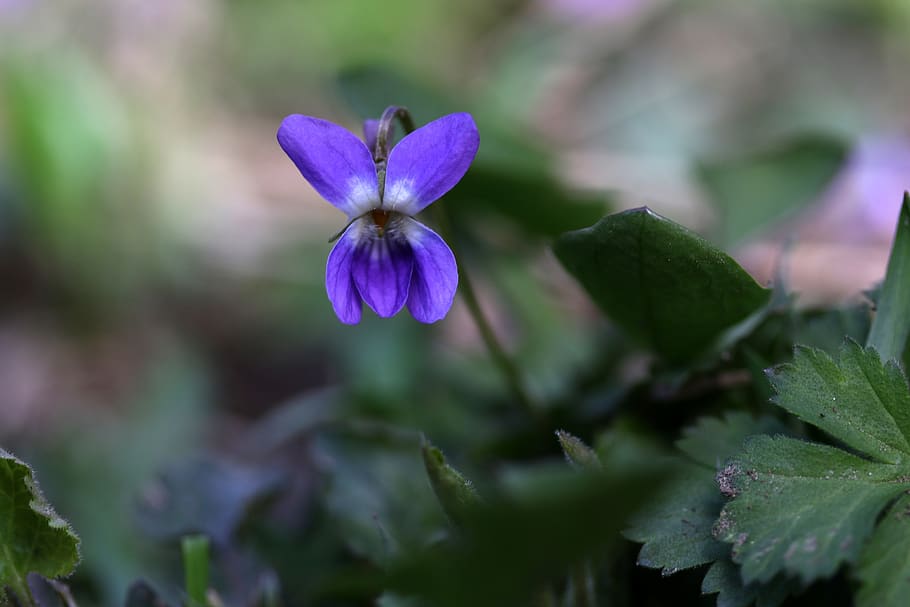 micsunea, flower, blue, violet, spring, coloring, nature, supplies, HD wallpaper