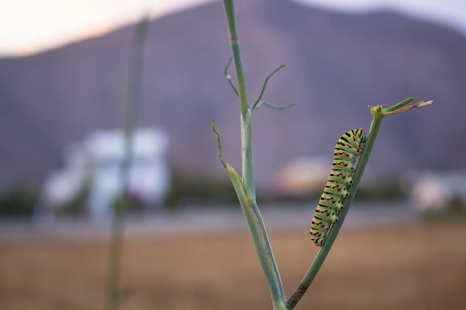 greece, perissa, bug, insect, animal, santorini, heat, caterpillar HD wallpaper