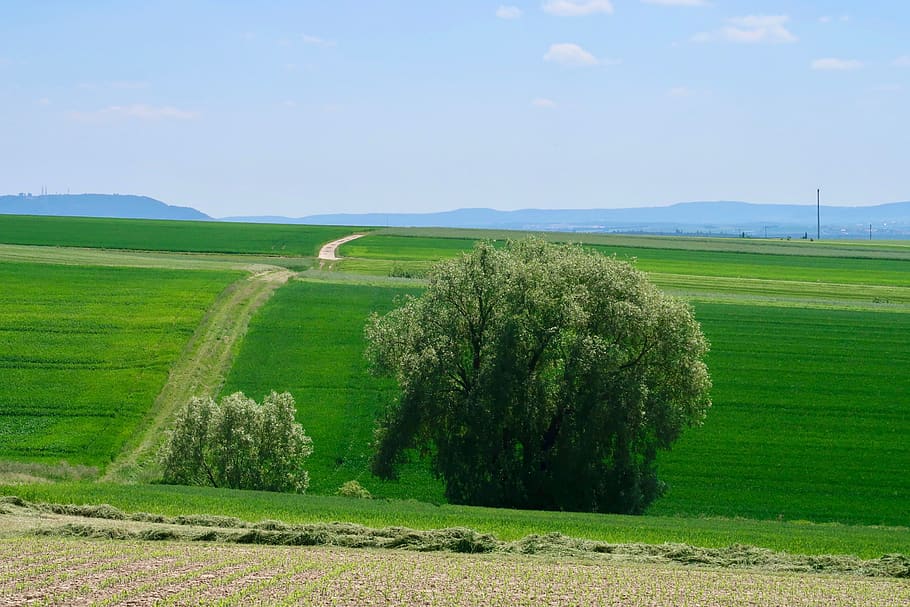 tree, lane, landscape, away, sky, field, promenade, path, hiking, HD wallpaper