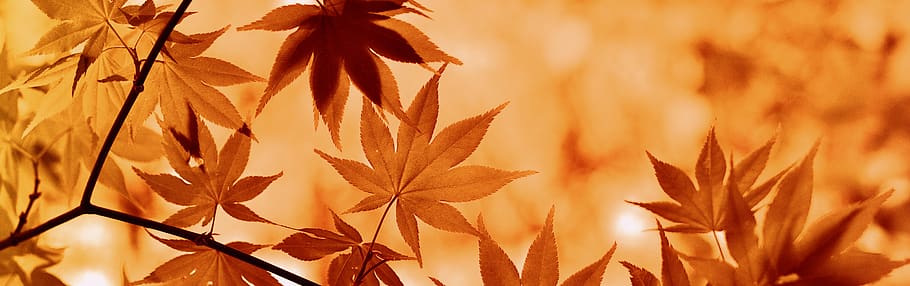 maple, autumn, leaves, tree, botany, plant, flora, plant part HD wallpaper