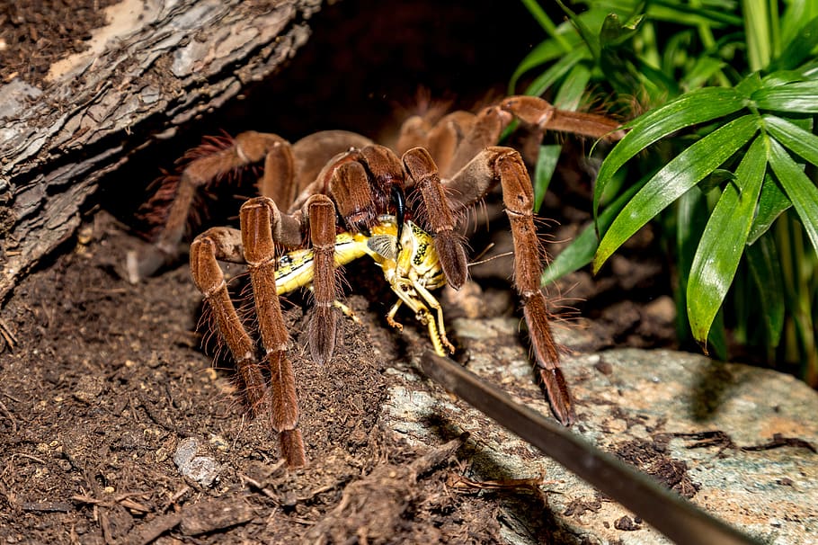 tarantula, theraphosa, spider, brown, creepy, hairy, arachnophobia, HD wallpaper