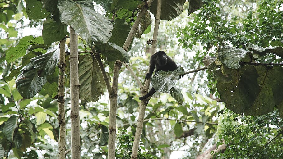 belize, trees, forest, monkey, animals, wildlife, sticks, plant HD wallpaper