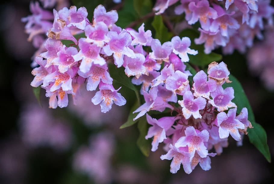 flowers, pink, white, spring, bush, tree, green, summer, pink flowers HD wallpaper