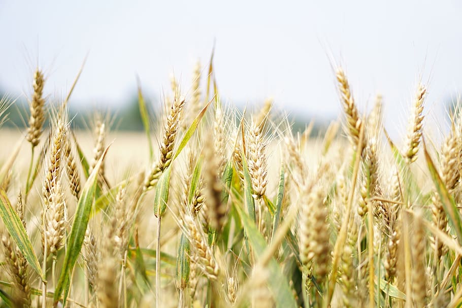 Wheat Field Under Gray Sky, agriculture, arable, barley, bread HD wallpaper
