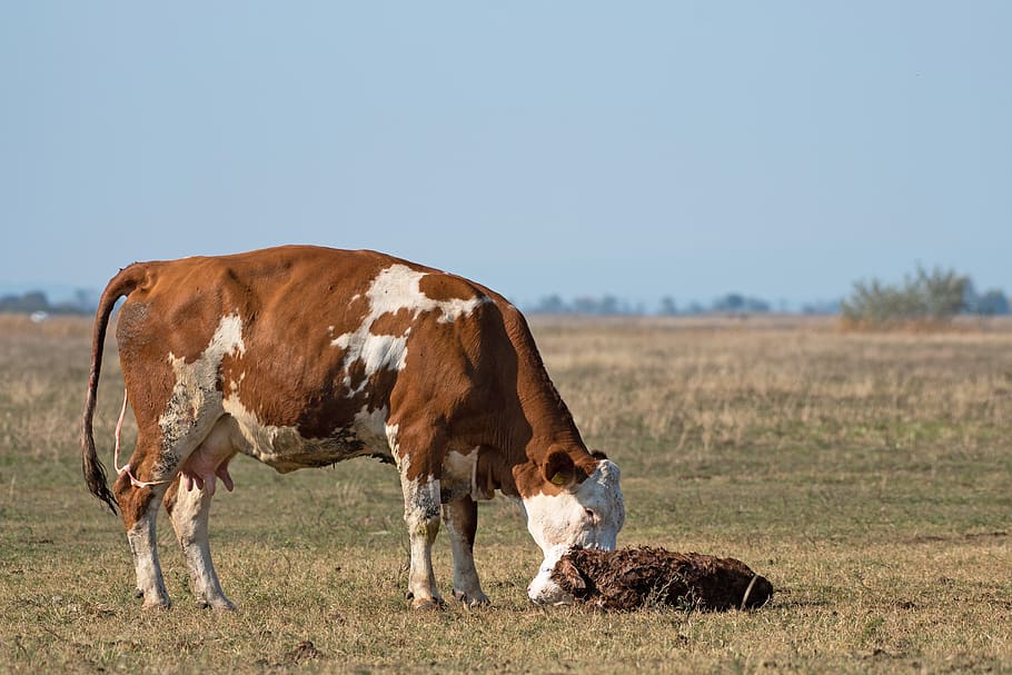 cow, calf, newbie, pasture, livestock, farm, breeding, cute, HD wallpaper