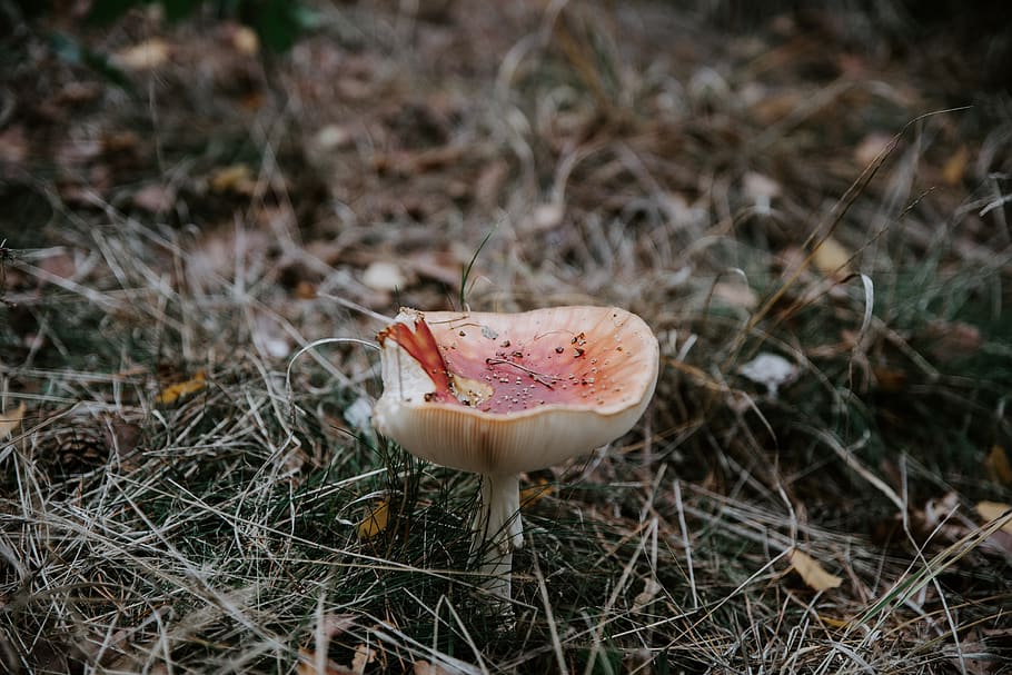 white mushroom on ground, plant, land, vegetable, fungus, growth HD wallpaper