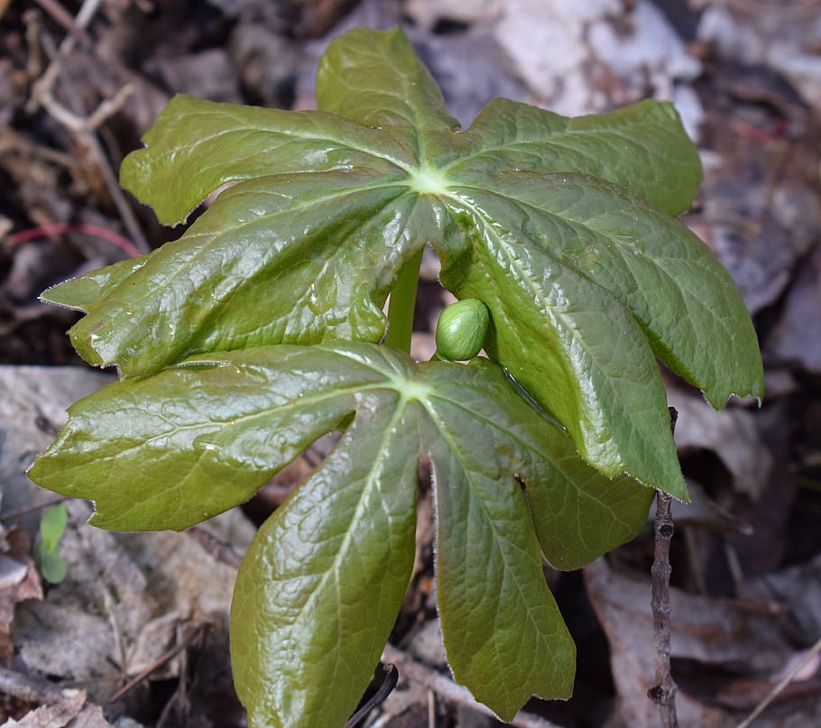 Mayapple 1080P, 2K, 4K, 5K HD wallpapers free download | Wallpaper Flare