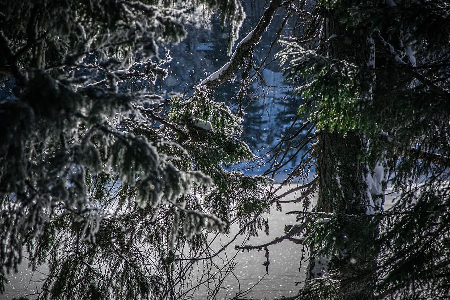 winter, trees, nature, snow, frozen, needles, plant, forest HD wallpaper