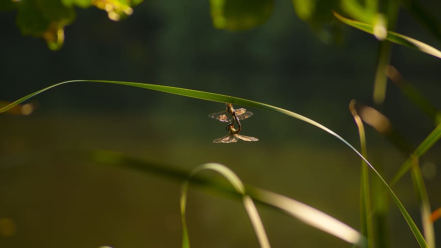 dragonfly, dragonflies, insects, animal themes, animal wildlife HD wallpaper
