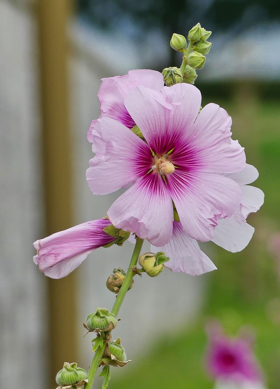 flower, nature, pink, flowering plant, vulnerability, fragility HD wallpaper