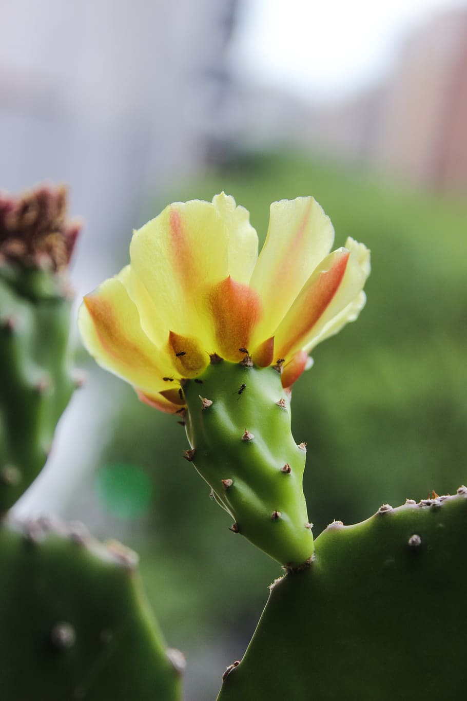 flower, cactus, flora, plant, flowers, nature, green, thorns HD wallpaper
