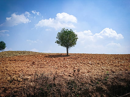 green tree under blue sky, plant, ground, tree trunk, road, dirt road HD wallpaper