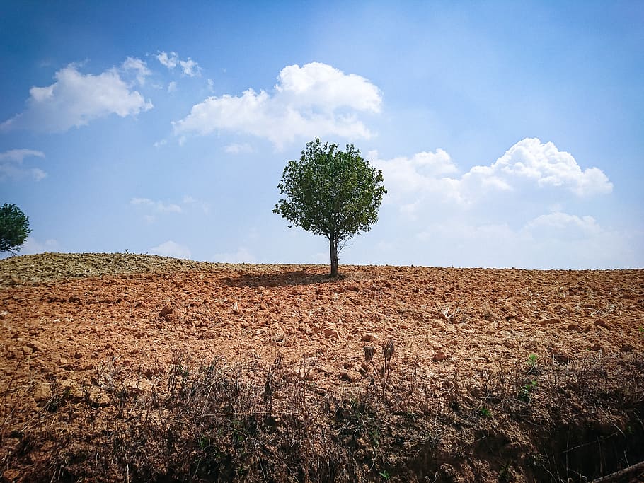 green tree under blue sky, plant, ground, tree trunk, road, dirt road HD wallpaper