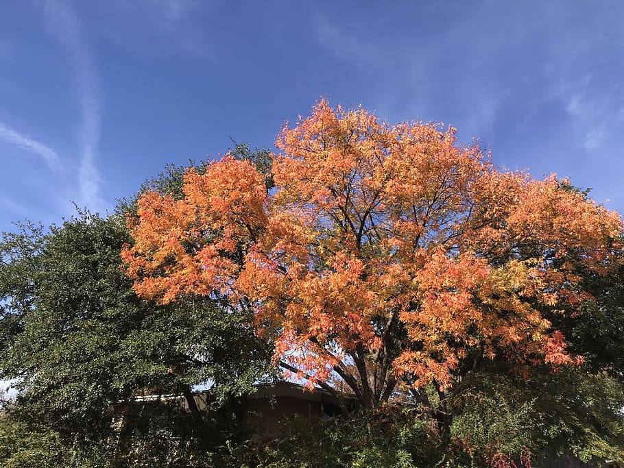 trees, clouds, blue sky, fall, leaves, nature, plant, autumn HD wallpaper