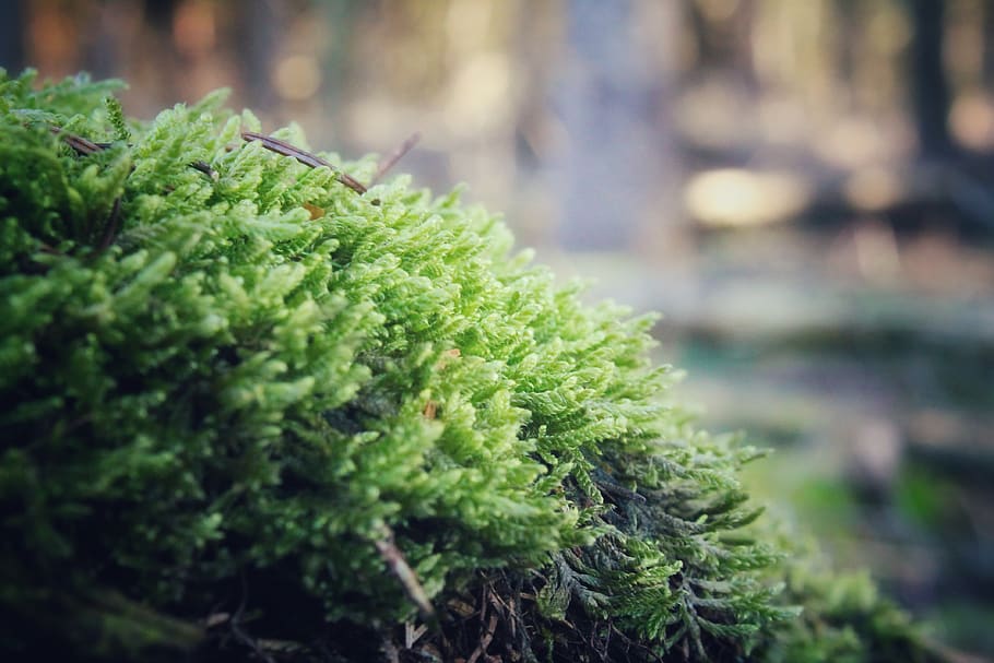 mossy, green, wood, fall, green color, plant, growth, close-up HD wallpaper