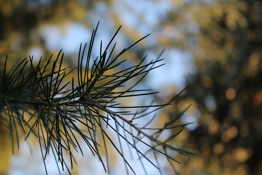 sky, tree, pine, plant, growth, close-up, focus on foreground HD wallpaper