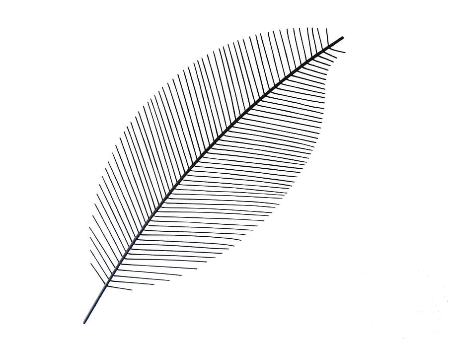 feather, line, art, abstract, texture, leave, design, white background HD wallpaper