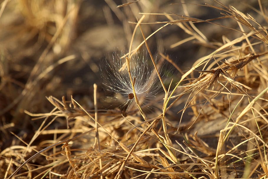 nature, landscape, wallpaper, plant, close-up, fragility, vulnerability HD wallpaper