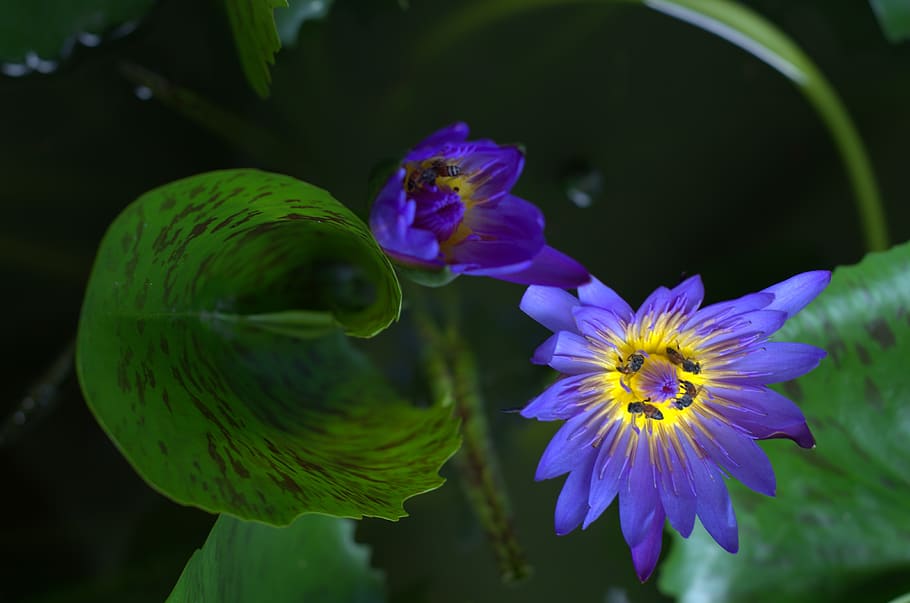 lotus, bee, along, violet, flowering plant, freshness, petal HD wallpaper