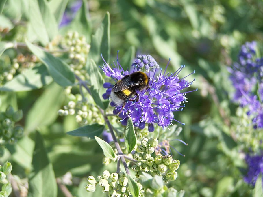 bumble bee, insect, bluebeard flower, animal themes, one animal HD wallpaper