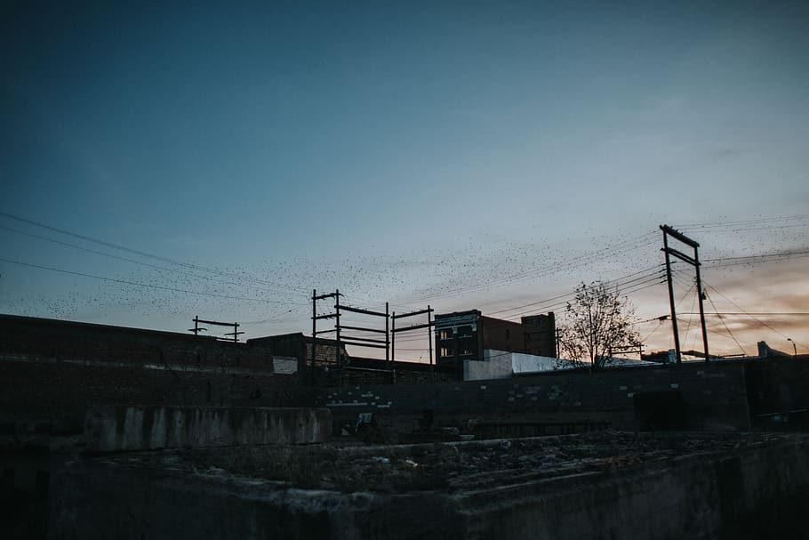 united states, cisco, birds, town, urban, old town, sunset, HD wallpaper
