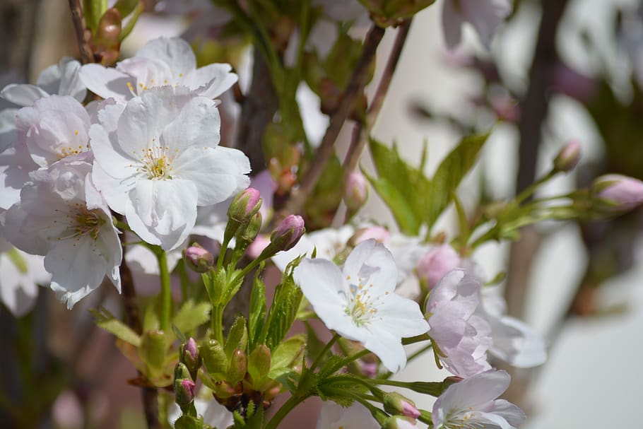 blossom, bloom, spring, flowers, petals, flora, flowering plant HD wallpaper