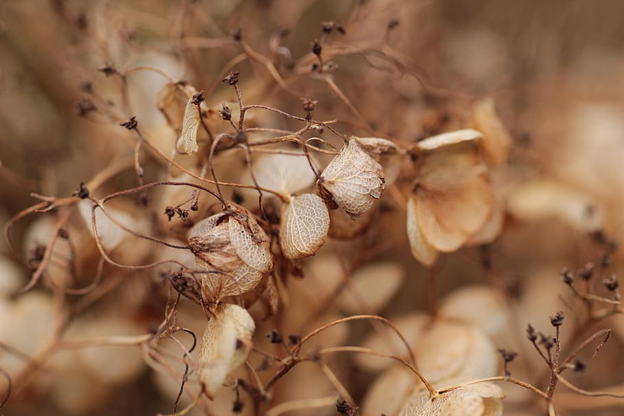 hydrangea, seed, flower, dead, botany, garden, season, outdoor HD wallpaper