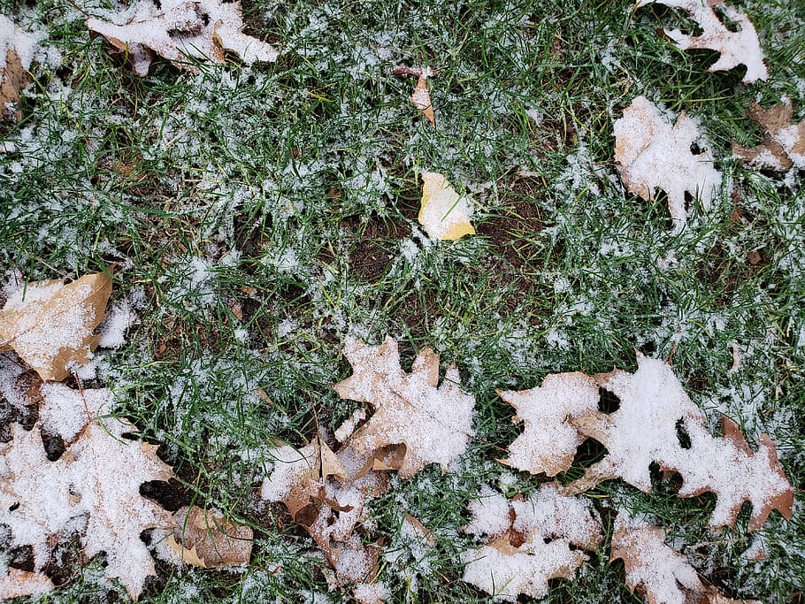 leaves, snow, fall, autumn, winter, grass, leaf, plant, field HD wallpaper