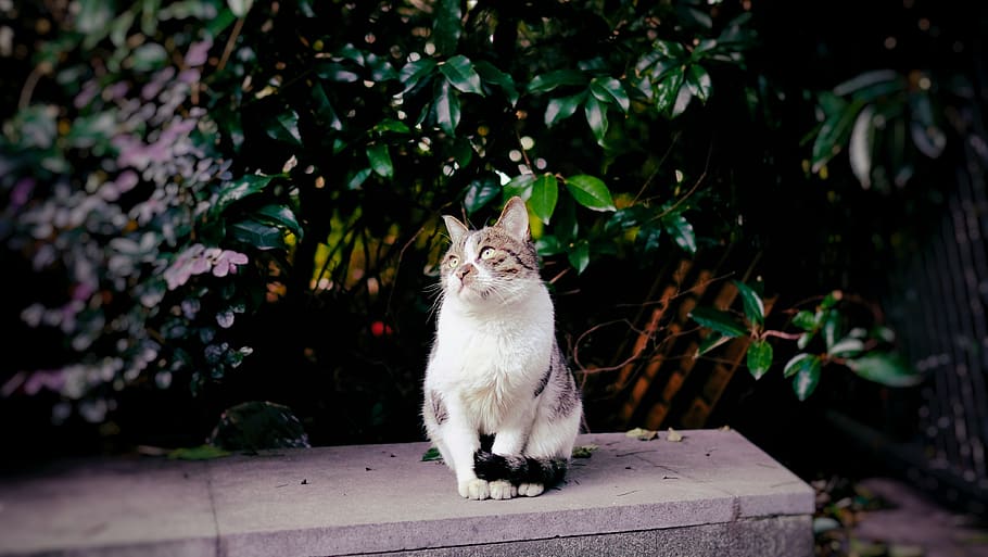 cat sitting beside plants, domestic, pets, mammal, domestic cat HD wallpaper