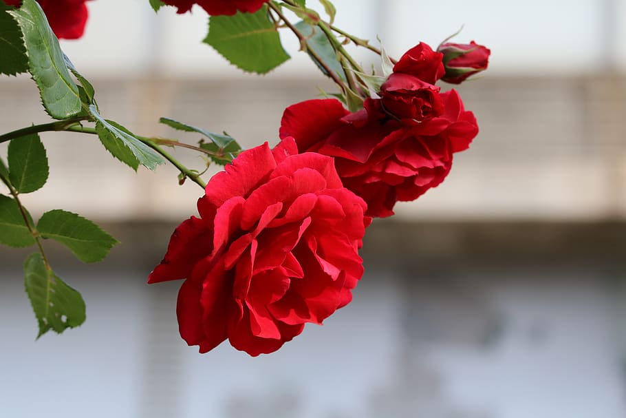 rose, flowers, beautiful, rose garden, nature, spring, fresh medium, HD wallpaper