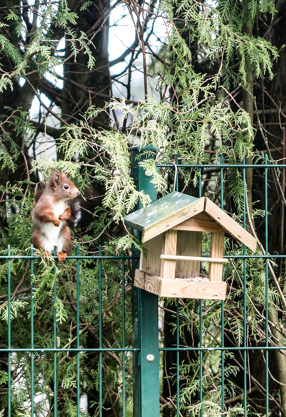 squirrel, eichhörnchen, nature, animal, bird box, garden, summer, HD wallpaper