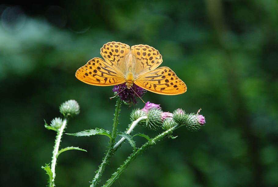 butterfly, nature, insect, macro, flower, beauty in nature HD wallpaper