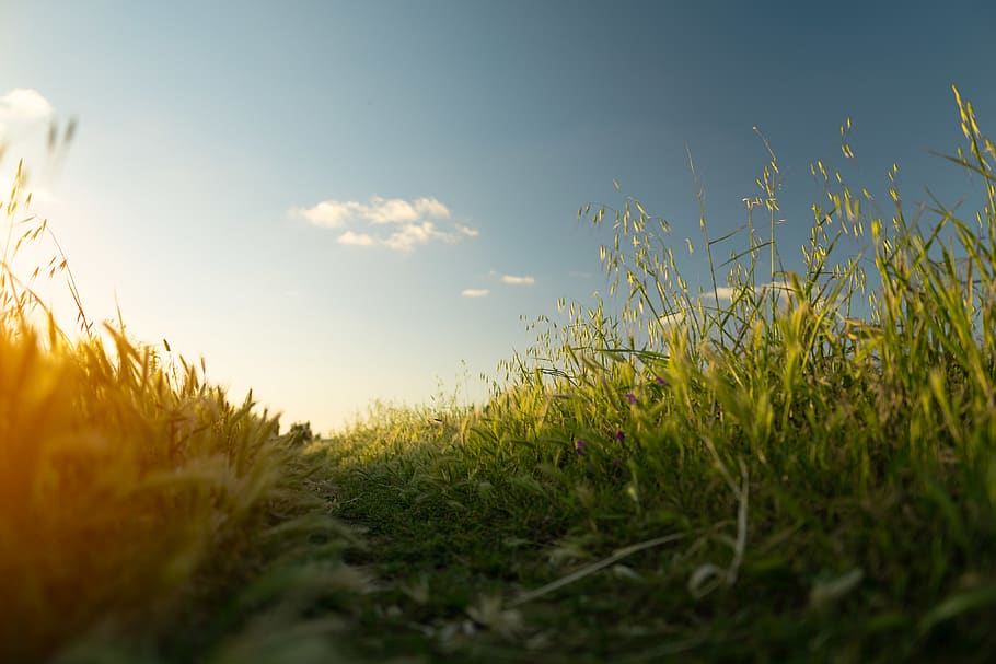 green-leafed grass during daytime, plant, sky, nature, growth HD wallpaper