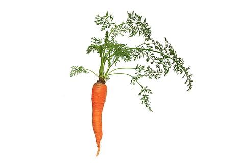 carrot, leaf, flora, nature, vegetable, plant, natural, green HD wallpaper
