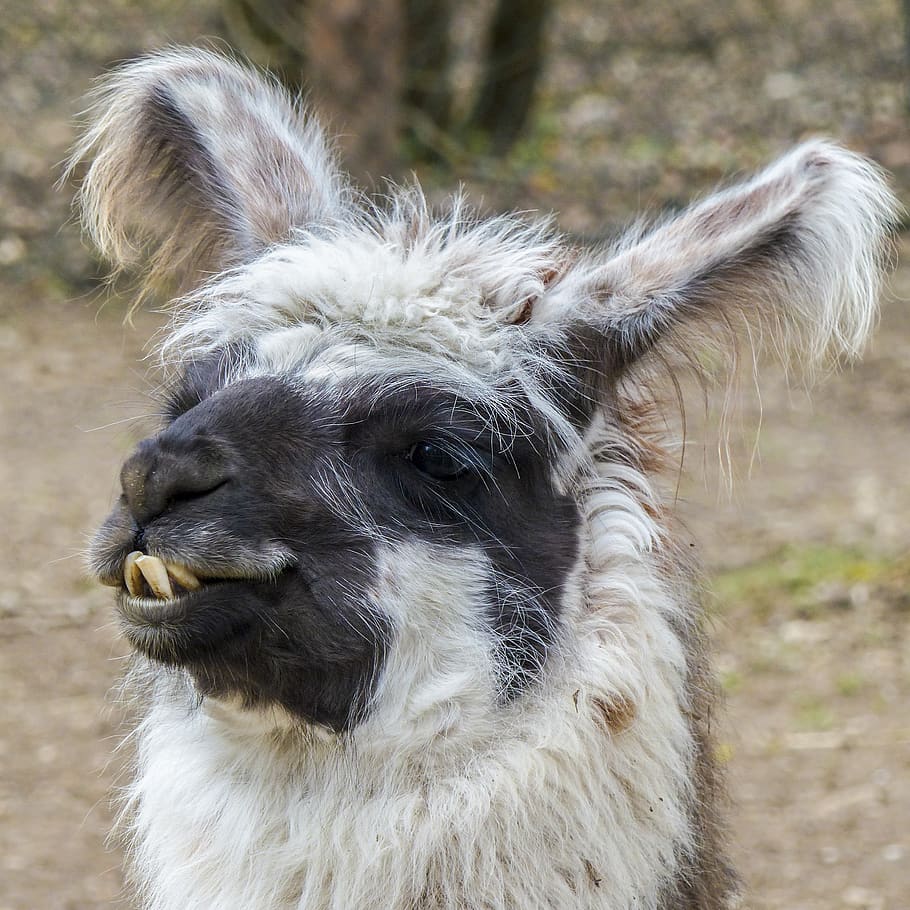lama, animal, head, nature, mammal, alpaca, wild life, wool HD wallpaper