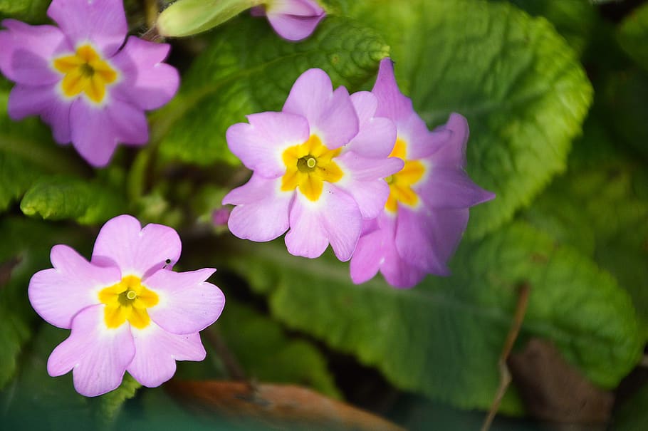 flower, primrose, spring, nature, garden, leaf, botany, decoration HD wallpaper
