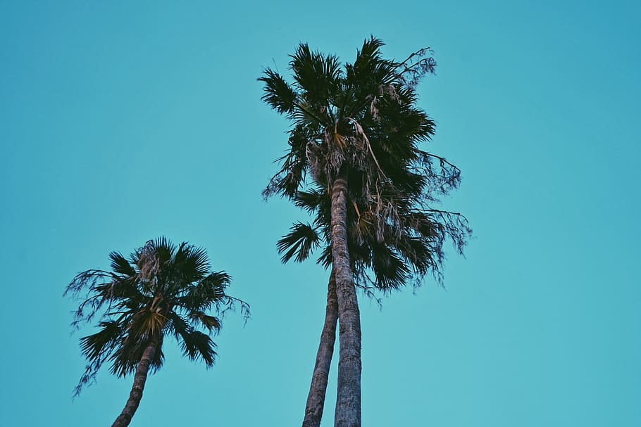 palm trees, miami, beach, miami beach, travel, beautiful trees HD wallpaper